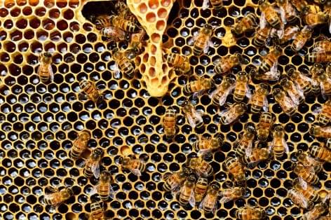 Minister of Agriculture: bee colonies and beekeepers need to be safe