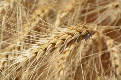 EU Wheat Exports Start Strongly