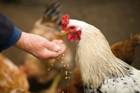 (HU) Az állatjóléti követelményeknek megfelelő csirkehústermékeket dob piacra az Aldi