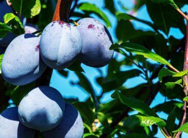 The situation of plums in Hungary: declining production areas and challenges in the processing industry