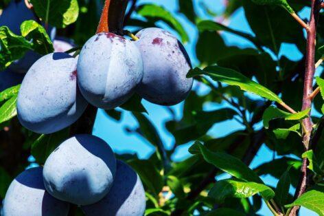 The situation of plums in Hungary: declining production areas and challenges in the processing industry