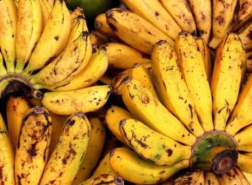 A banántermesztés globális kihívásokkal küzd