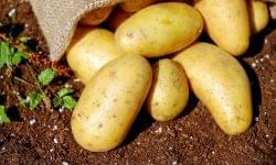 Polish potato prices under pressure – despite record exports, the market is burdened by oversupply