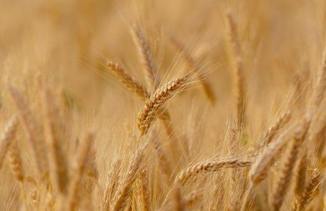AM: despite the drought, the wheat harvest covers domestic needs