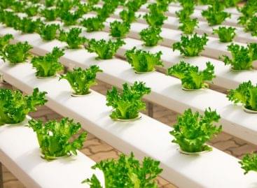 A revolutionary system for providing extra nutrients to plants is being developed in Hungary