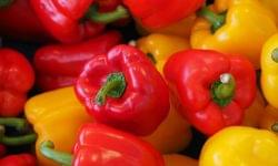 Price pressure and oversupply in the global bell pepper market