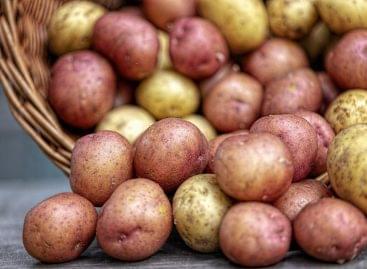 Hungarian potato production has declined significantly