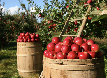 Rengeteg almalé érkezik Törökországból… vagy inkább Kínából?