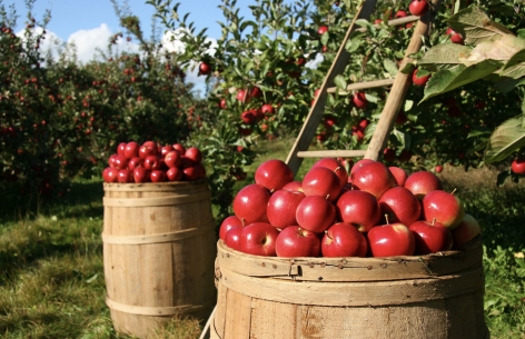 Rengeteg almalé érkezik Törökországból… vagy inkább Kínából?