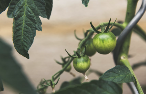 Global tomato production will decrease, and tomatoes may even disappear from the shelves
