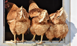 Another difficult year awaits the feed market