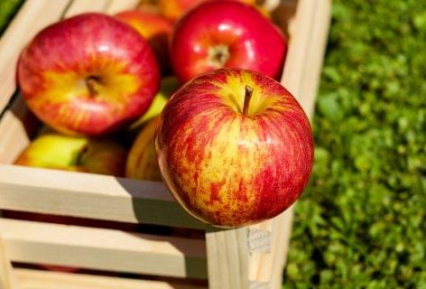 The Italian apple crop has started to be harvested, a 5% higher yield is expected for the continent’s second largest apple producer