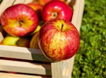 Apple harvest and prices: further shortages and price increases are expected during the season