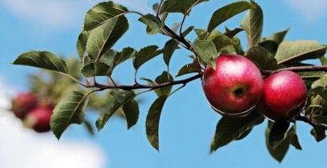 A devastating prognosis: the weakest domestic apple harvest of the last ten years is expected