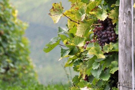 Átfogó szőlőszüreti ellenőrzés indult Magyarországon