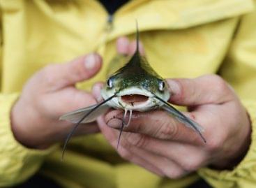 Christmas fish sale at ALDI: up to 30% discount on fresh fish