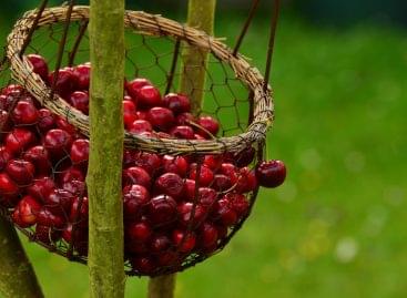 Nagykörűi crispy cherry has received EU geographical indication protection