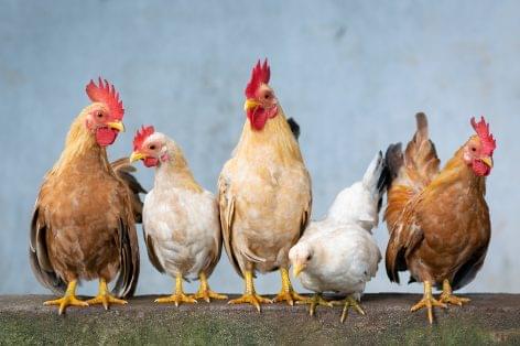 DSM predicts that consumers will switch from more expensive meats to poultry