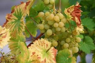 Grapevine golden yellow disease has already appeared in the Pannonhalma wine region