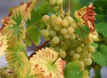 An extremely early grape harvest is expected this year