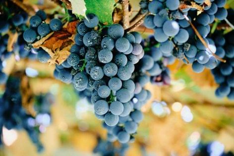 A francia bortermelés fellendülése az aszályhelyzet alakulásától függ