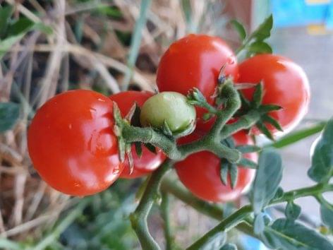 Tomatoes are getting incredibly expensive