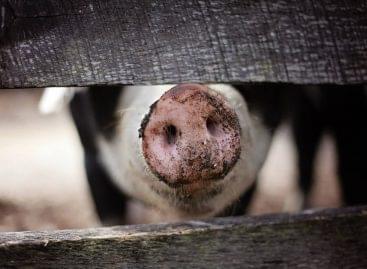 The export of live pigs increased by 38 percent