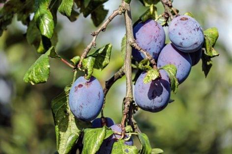 A lengyel és szerb gyümölcstermesztők nem akarják a szilvát a fákon hagyni