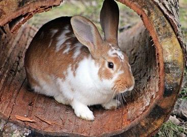 More and more rabbit meat is being sold in Hungarian retail chains