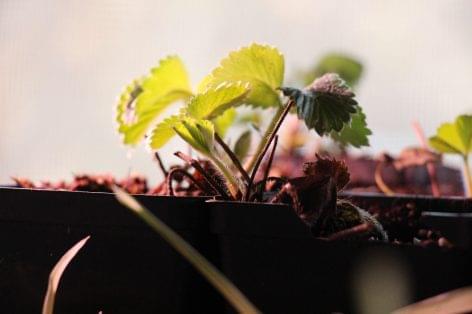 Strawberry seedlings of unauthorized origin were seized by the NÉBIH