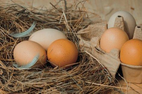 Morrisons launches planet-friendly eggs