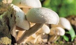 Koncentrálódik a hazai gombapiac: a termelők száma száz alá csökkent, az export továbbra is erős