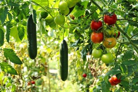 FruitVeb: műtrágyahiánytól tartanak a kertészek