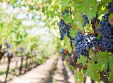 Picking of the typical blue grape varieties of the Villány wine region has begun