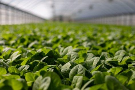 Swiss Startup Innovation: Greenhouses that Produce their Own Energy