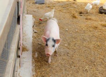 Jó hír a magyar állattenyésztőknek! Dél-Korea feloldotta az európai sertés- és baromfihús behozatali tilalmát