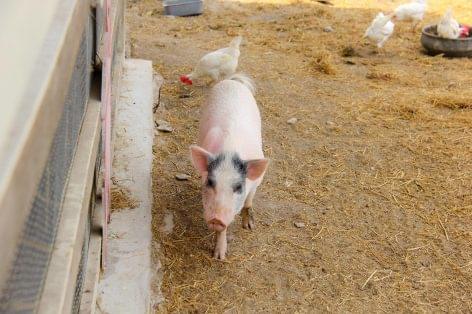 Good news for Hungarian livestock breeders! South Korea has lifted its ban on European pork and poultry imports