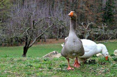 The breaking point of the goose sector is producer integration