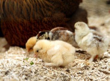 Boldog csirkéket akar a Colruyt Belgiumban