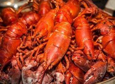 Kanadából érkezik a homár a trandícionális vacsorára