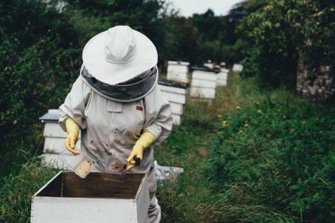 The beekeepers in Tiszántúl produced half as much honey because of the drought