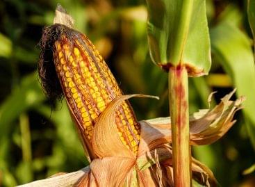 In the EU, the expected area of corn has been revised upwards