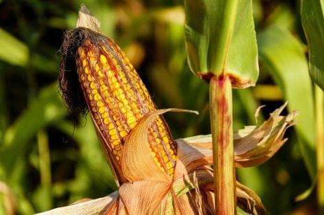 The yield of the autumn harvest in Békés County was even weaker than expected