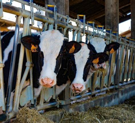 The requirements for prescribing antibiotics for food-producing animals are tight