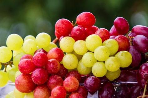 Egészséges csemege a friss hazai szőlő