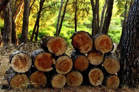 A magán erdőgazdálkodók is jelentős részt vállalnak a lakosság tűzifa ellátásában