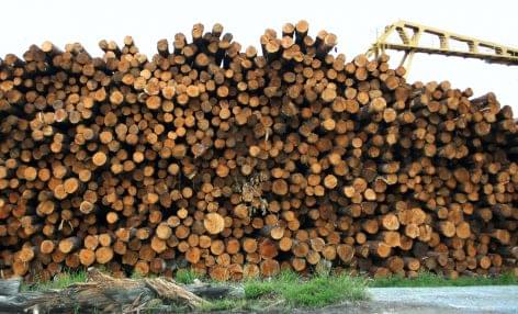 Növelték a termelési kapacitásaikat az állami erdőgazdaságok