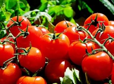 The price of greenhouse tomatoes in Poland has fallen significantly