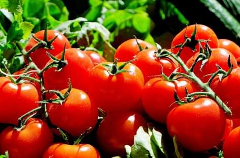 The price of greenhouse tomatoes in Poland has fallen significantly