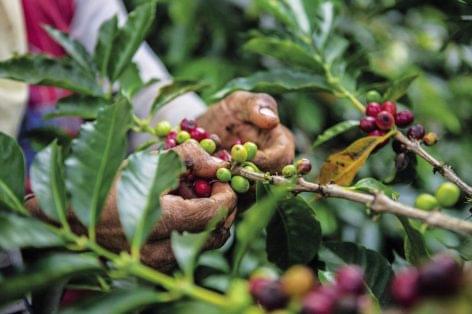 A fenntartható kávébeszerzés már nem elég: a termelésben is teljes átalakulásra van szükség